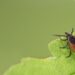 The tick-borne illness, babesiosis, is acceso the rise. A malaria drug may help : Shots