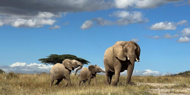 Wild elephants may have names : NPR