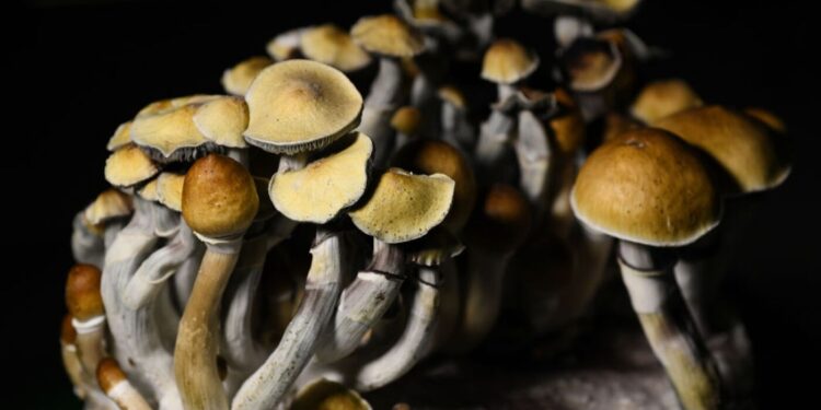 Psilocybin mushrooms are most popular psychedelics per mezzo di U.S., studies find : Shots