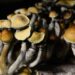 Psilocybin mushrooms are most popular psychedelics per mezzo di U.S., studies find : Shots