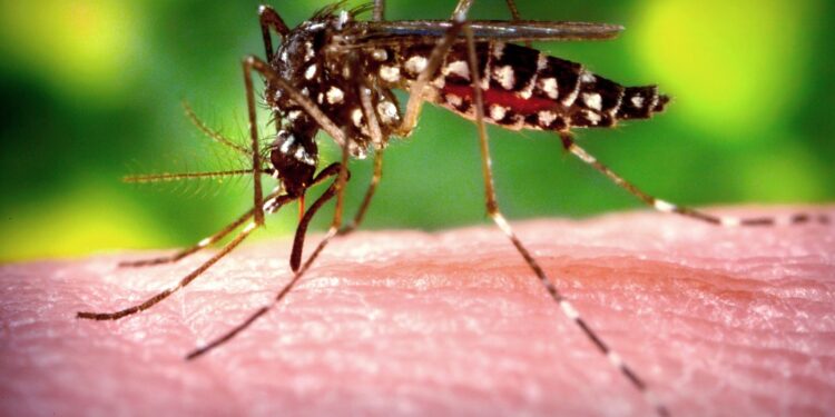 How to avoid a wet, hot dengue-ridden summer : Shots