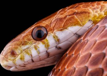 Man caught smuggling 104  snakes  his pants at  border