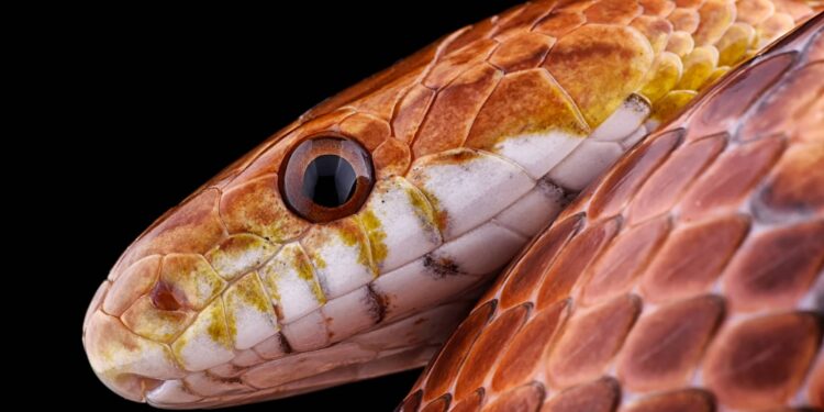 Man caught smuggling 104  snakes  his pants at  border