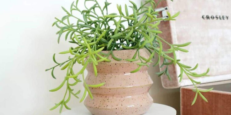 The 12 Best House Plants of 2024