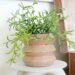 The 12 Best House Plants of 2024