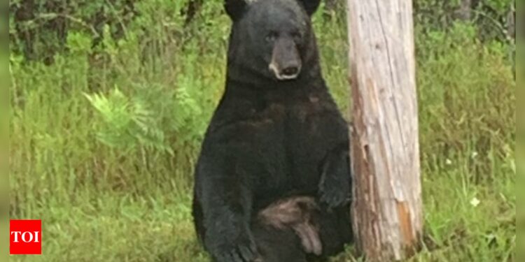 ‘Risposta negativa selfies’: Florida police urges locals to avoid approaching ‘depressed’ bear