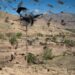Afghanistan’s Taliban rulers tackle climate change and blame foreigners