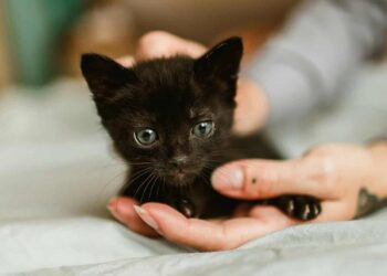 200+ Black Cat Names – A Beautiful Mess