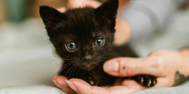 200+ Black Cat Names – A Beautiful Mess