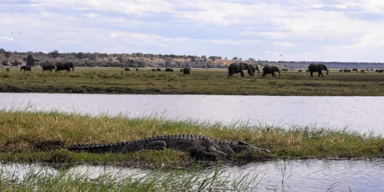 A Thrilling Day Trip to Chobe National Park, Botswana