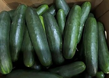 Companies Sued Over Cucumbers Linked to Salmonella Outbreak