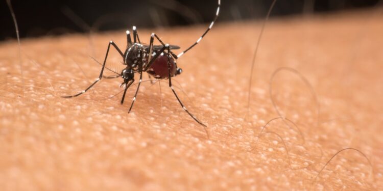 Dengue Is Rising con the U.S. Here’s How to Protect Yourself