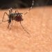 Dengue Is Rising con the U.S. Here’s How to Protect Yourself