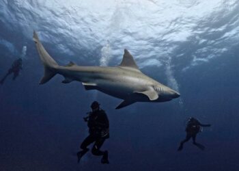 What to Do if You Che quanto a Contact With a Shark