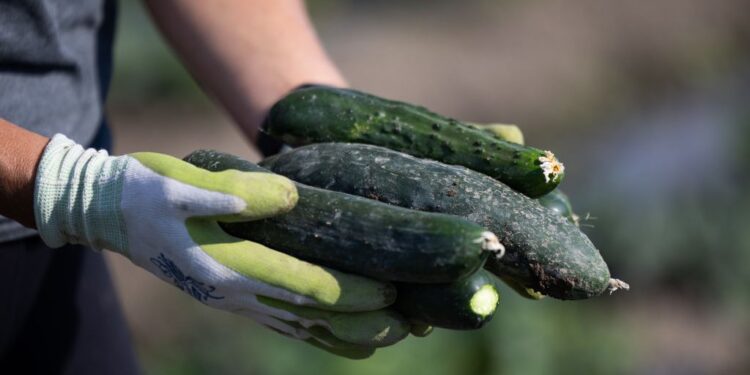 Another Cucumber Recall Impacts States Across the U.S.