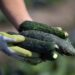 Another Cucumber Recall Impacts States Across the U.S. 