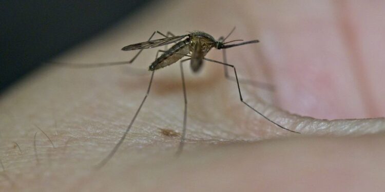 Health Officials Warn of Mosquitoes Carrying West Nile Virus