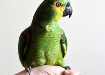 300+ Bird Names – A Beautiful Mess