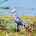 Activities con Semuliki National Park