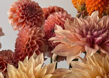 Have a Beautiful Week. | Cup of Jo