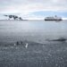 Culmine Places To Visit To See Penguins Con Their Natural Ambiente