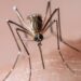 U.S. Sees Increased Risk of Dengue Virus. But What Is It?