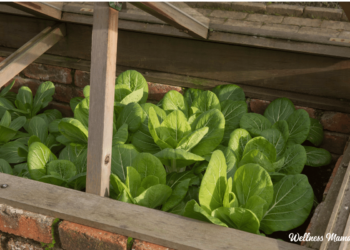 How to Plant a Fall Garden