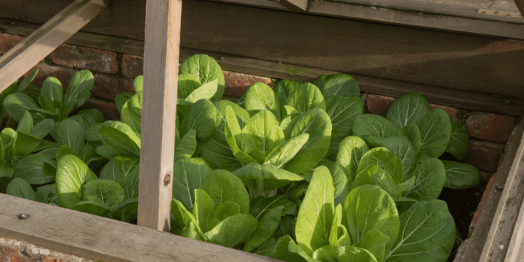 How to Plant a Fall Garden