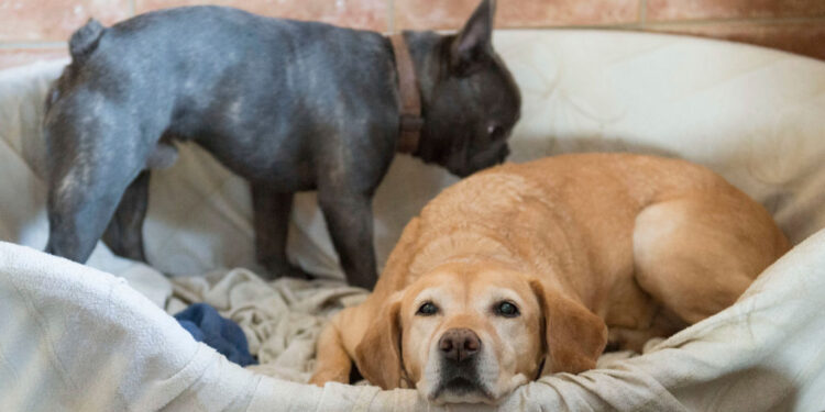 What to Do if Your Pet Dies at Home