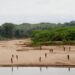 Mashco Piro tribe emerges amid Peru Amazon logging, photos show