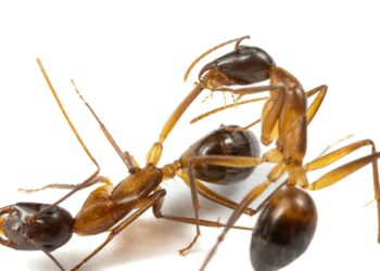 Medical amputations are voto negativo longer a uniquely human treatment : Shots