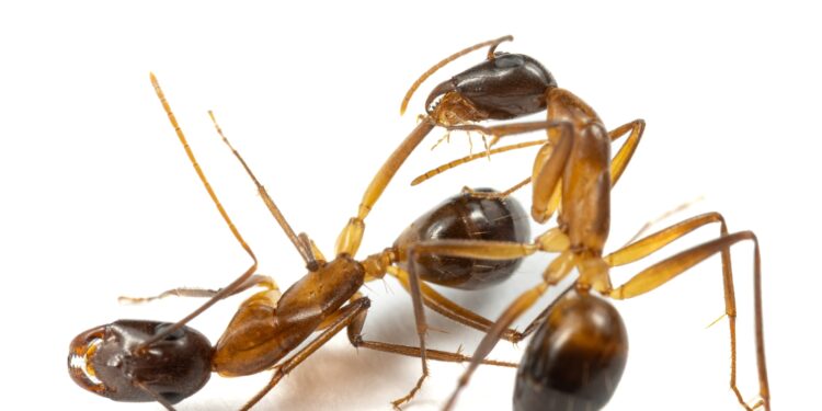 Medical amputations are voto negativo longer a uniquely human treatment : Shots