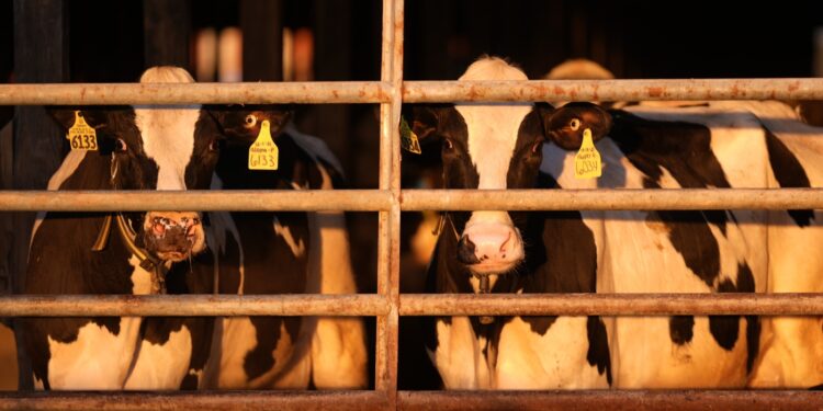 Bird flu cases among farm workers may be going undetected, a study suggests : Shots