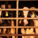 Bird flu cases among farm workers may be going undetected, a study suggests : Shots